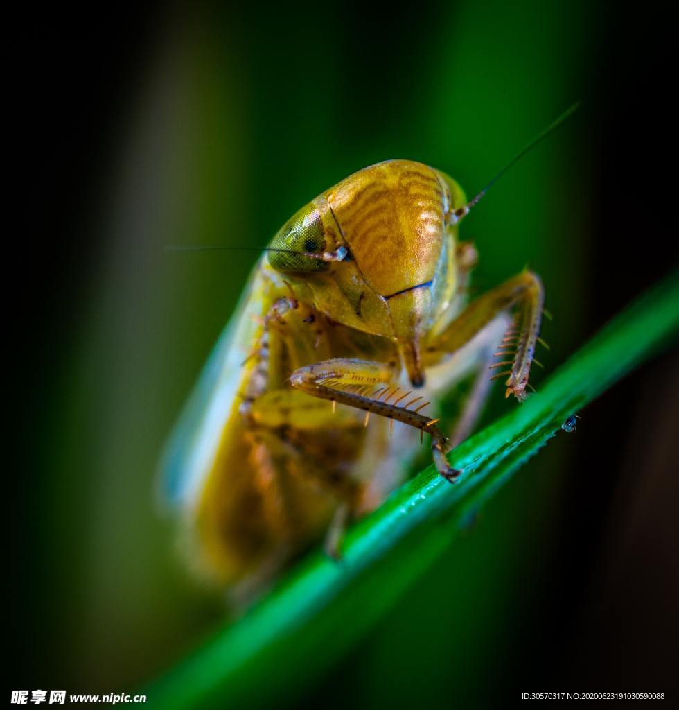 昆虫