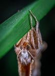 昆虫