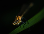 昆虫