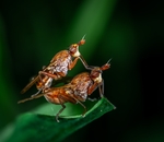 昆虫