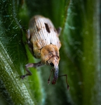 昆虫