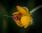昆虫