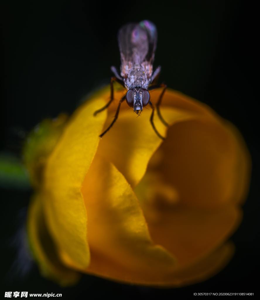 昆虫