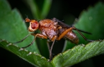 昆虫