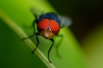 昆虫