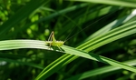 昆虫