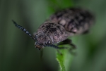 昆虫