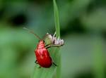 昆虫