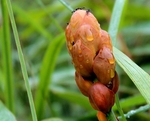 昆虫