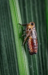 昆虫