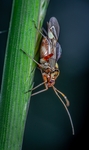 昆虫