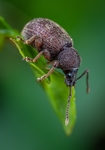 昆虫