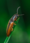 昆虫