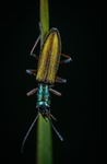 昆虫