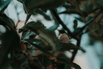 昆虫