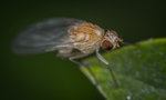 昆虫