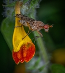 昆虫
