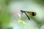 昆虫