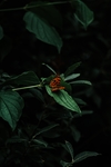 昆虫