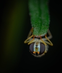 昆虫