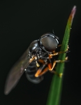 昆虫