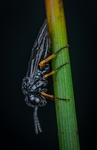 昆虫
