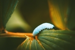 虫子