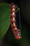 昆虫