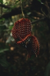 昆虫