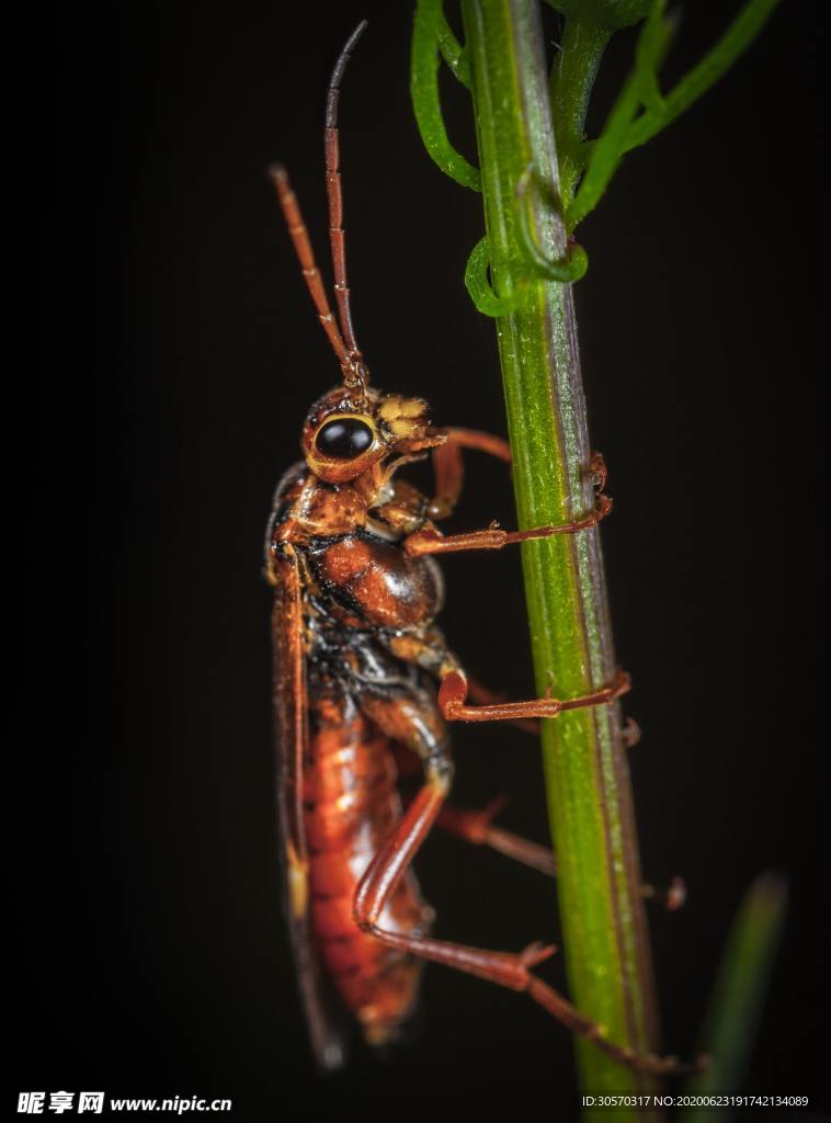昆虫