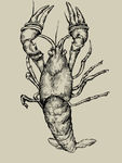 插画龙虾