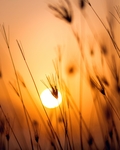 太阳