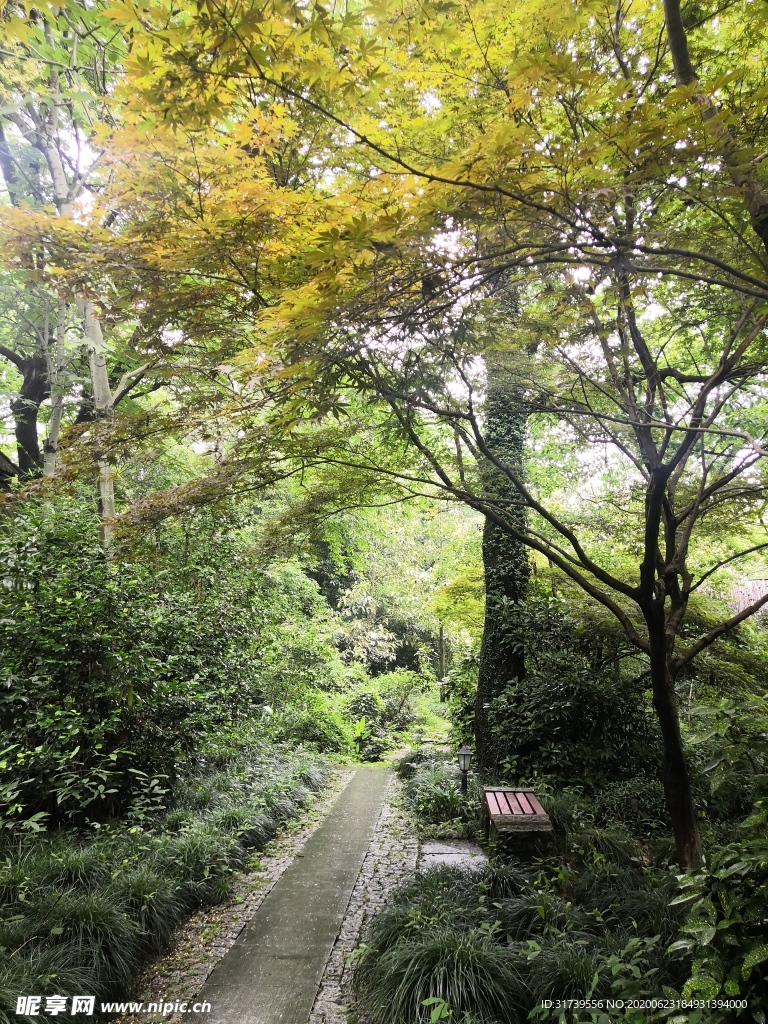 杭州花圃 树林