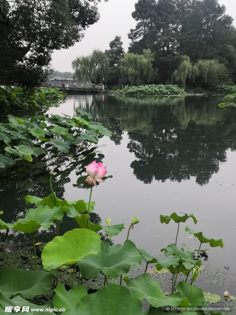 杭州西湖曲院风荷 荷花