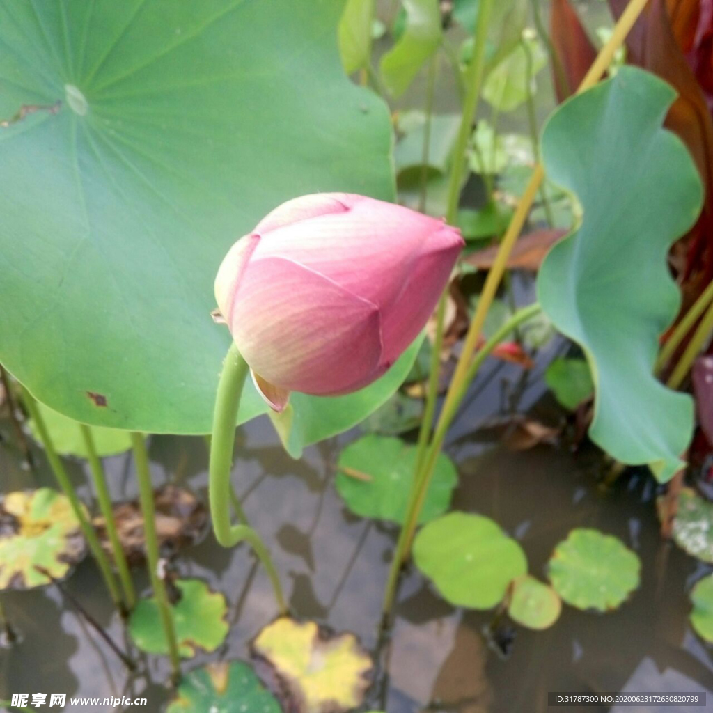 荷花