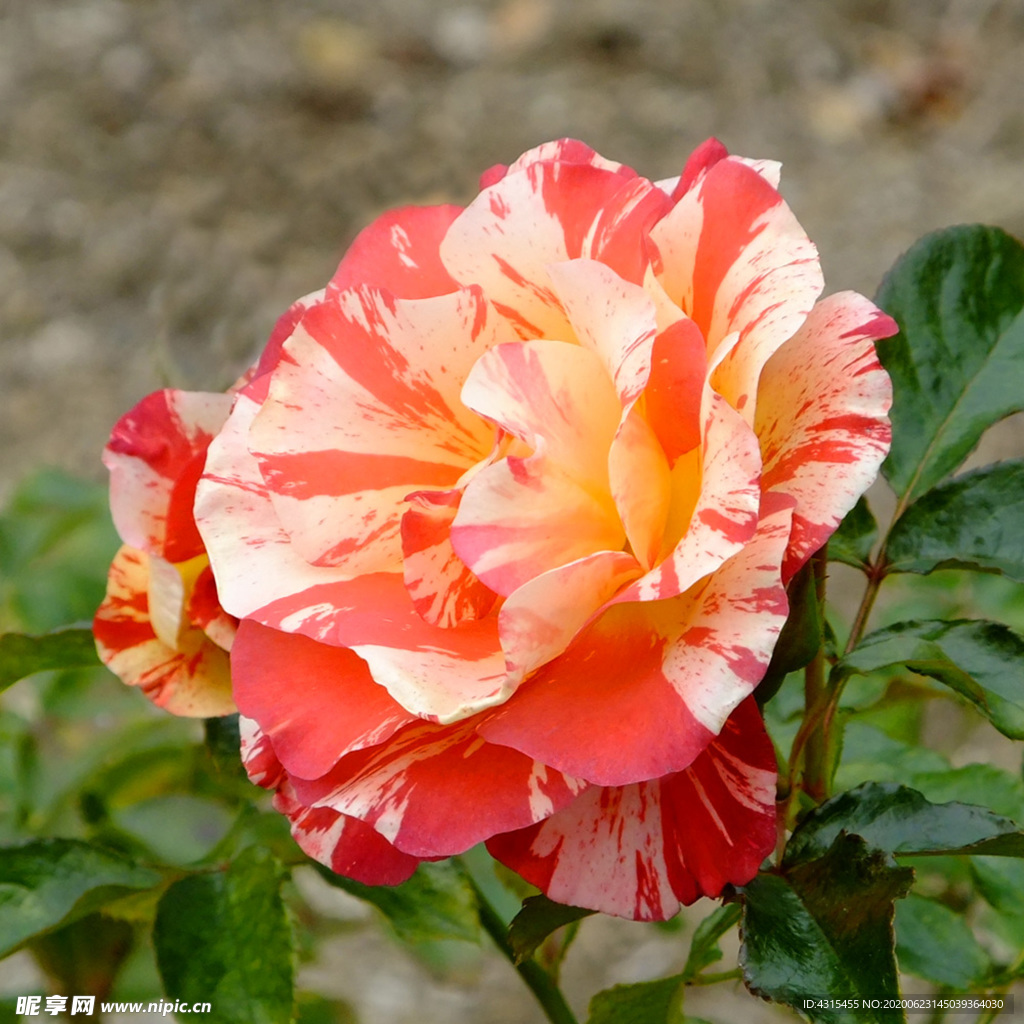 花