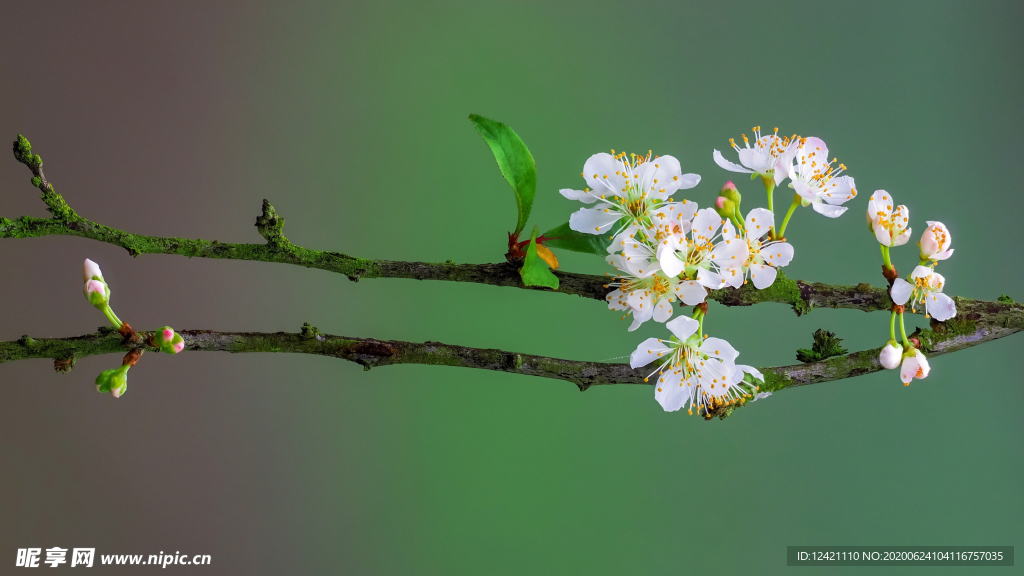 桃花