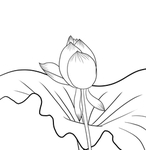 荷花