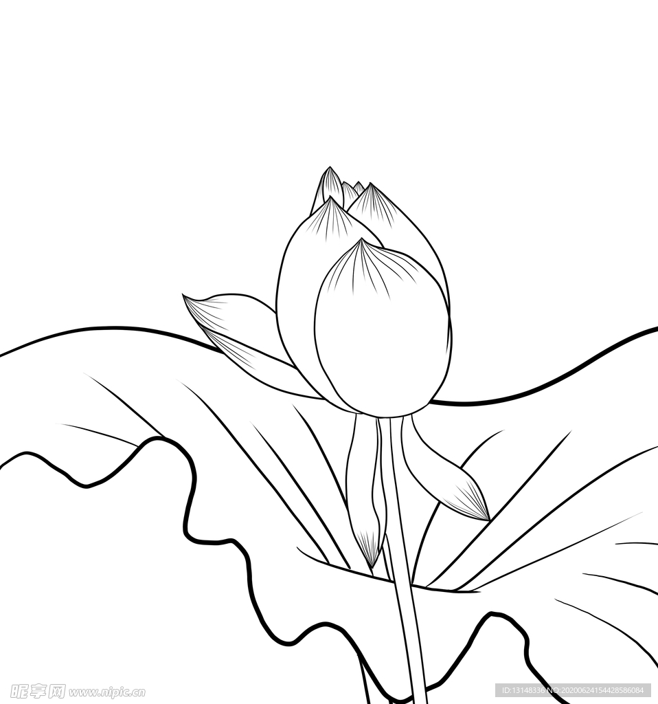 荷花
