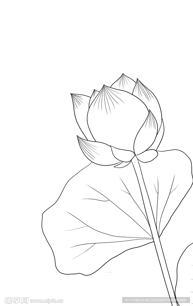 荷花