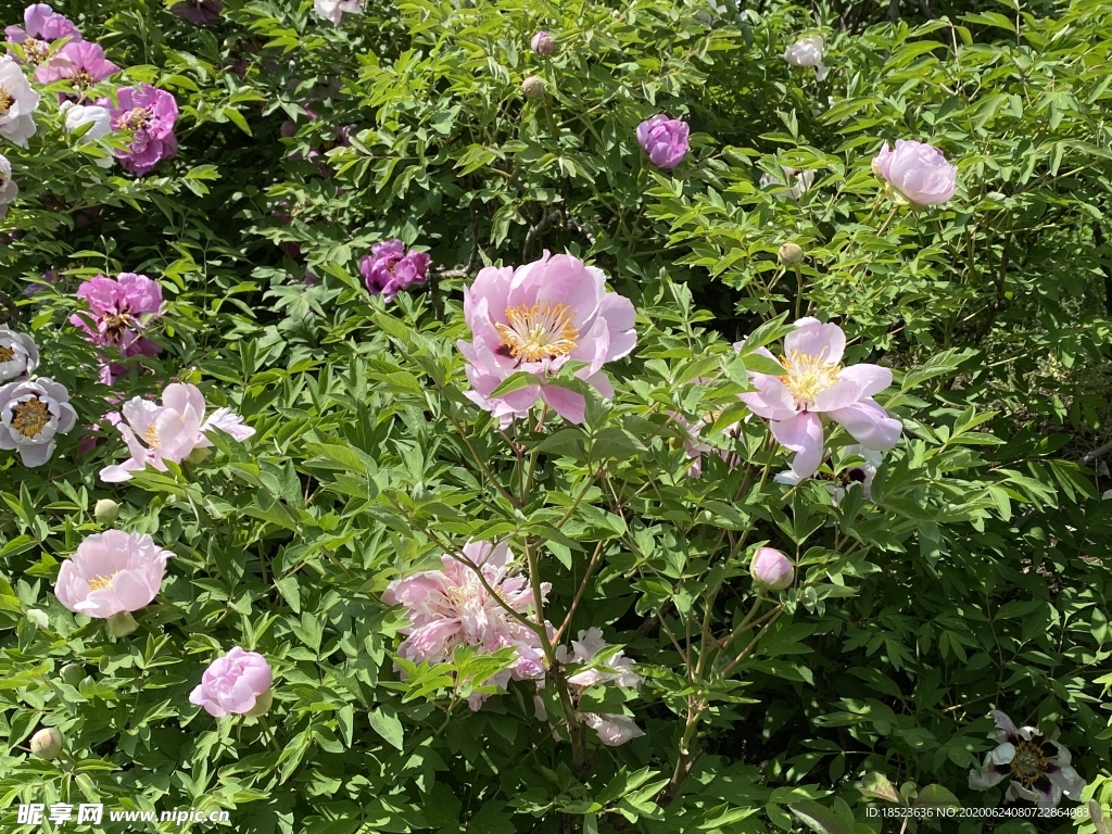 粉花