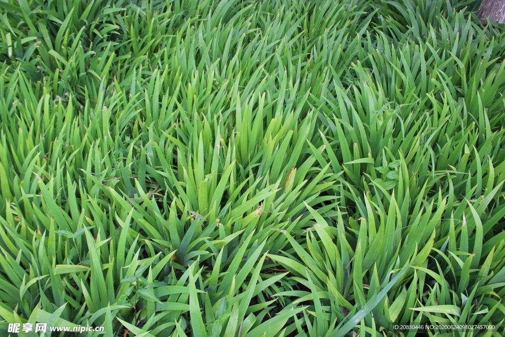 萱草