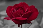 玫瑰花