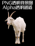 山羊