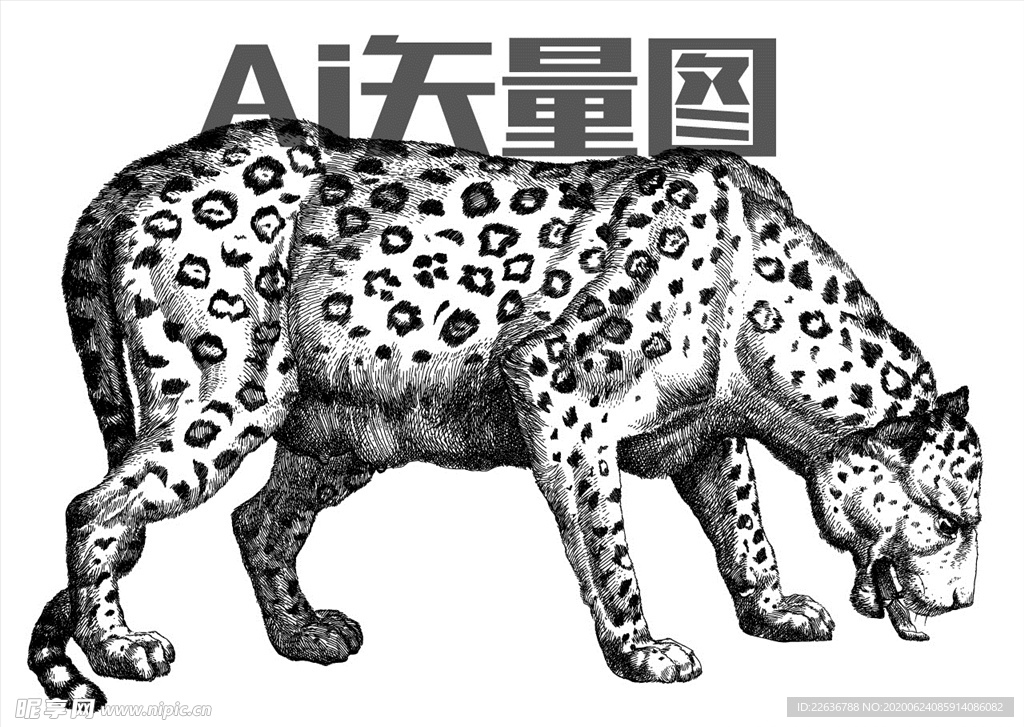 猎豹