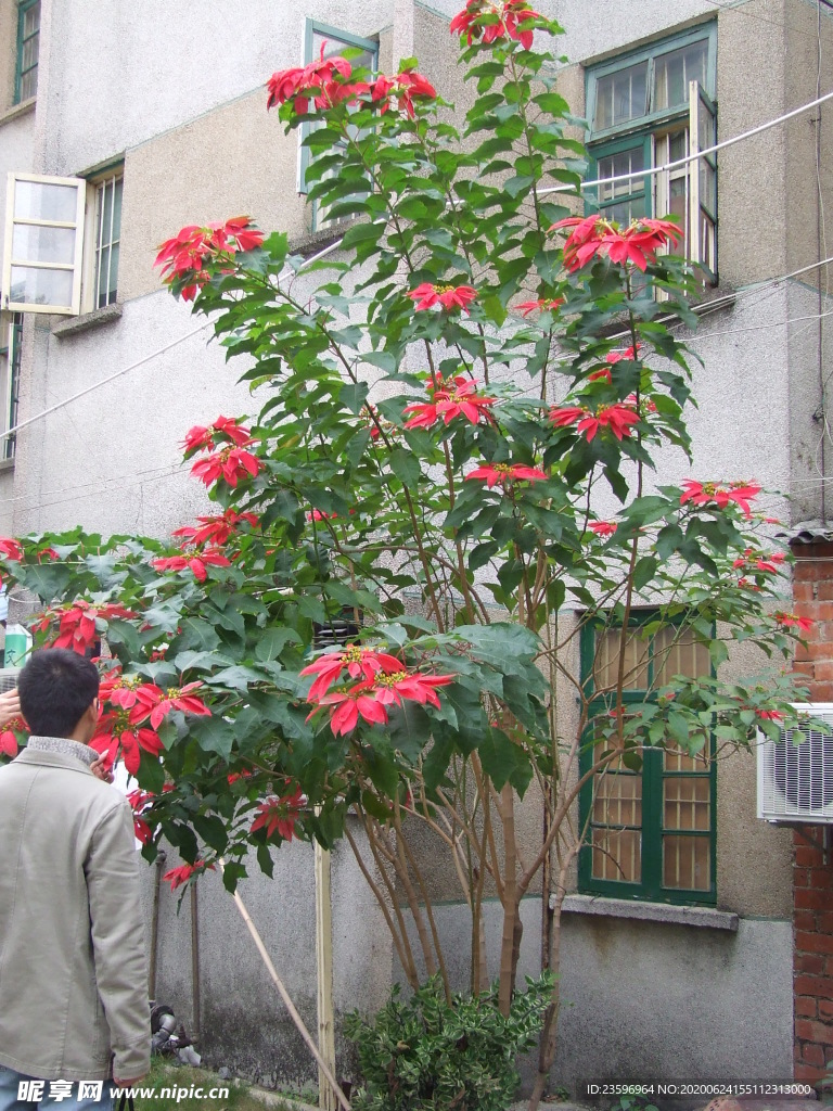 一品红植株