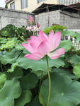 莲花