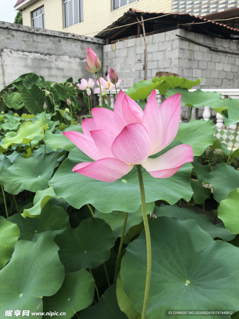 莲花