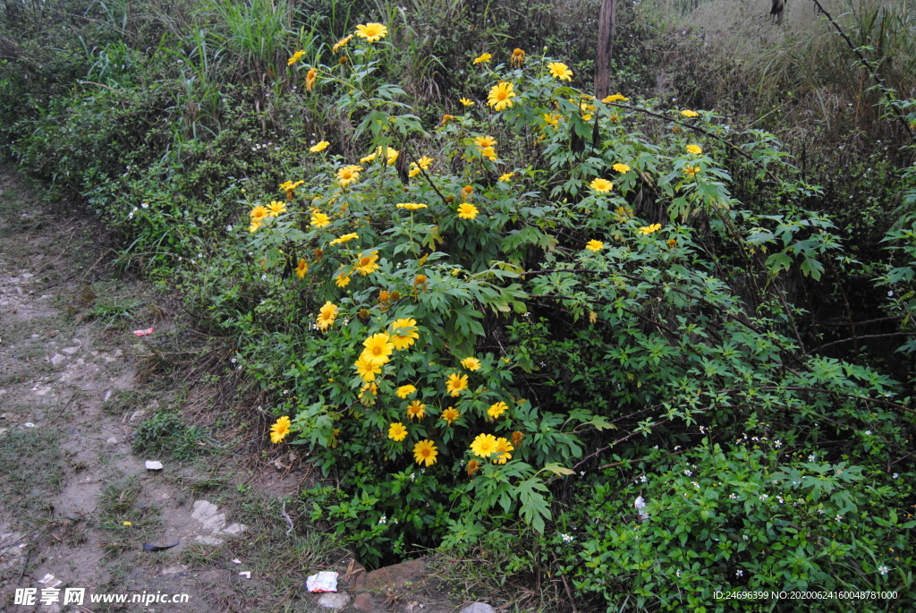 肿柄菊