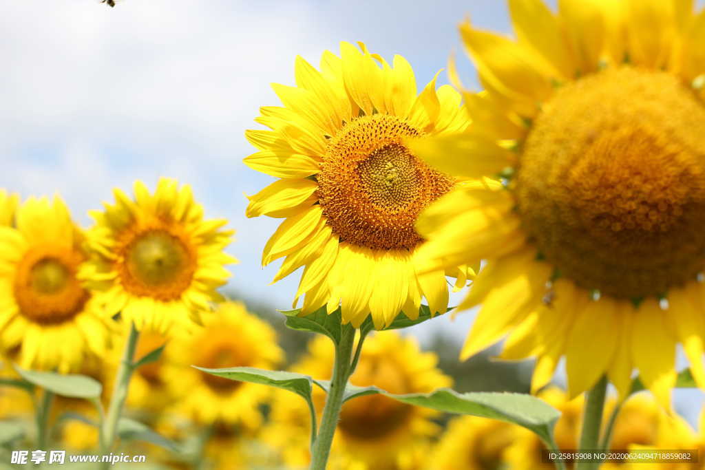 向日葵太阳花葵花图片